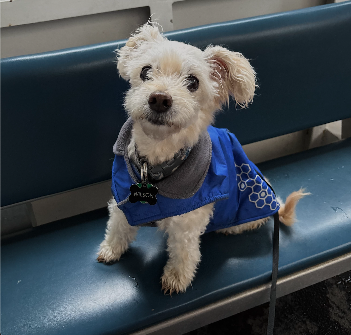 Petulla, M.Sc., RSLP